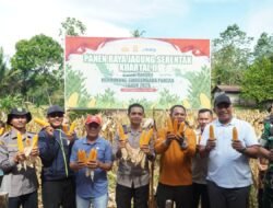 Kapolres AKBP Emil Eka Putra bersama Bupati Rohul, Panen Raya Jagung Serentak Kuartal ll di Dua Lokasi Berbeda