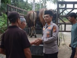 Idul Adha 1446 H, Polres Rohul Salurkan 14 Hewan Qurban Ke Masjid Diberbagai Desa