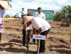 Dukung Program Nasional, Rokan Hulu Tanam Jagung Serentak Kuartal 3 di Lahan Universitas Rokania