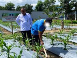 Warga Binaan Lapas Pasir Pangaraian Rawat Lahan Jagung Dukung Ketahanan Pangan Nasional
