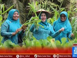 Ketua TP PKK Rokan Hulu dr. Yeni Dwi Putri Tinjau Posyandu dan Panen Raya Melon di Desa Pasir Indah