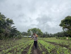 Polsek Bonai Darussalam Garda Terdepan Ketahanan Pangan: Pantau Langsung Pertumbuhan Jagung Hibrida Petani