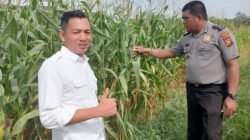 Polres Rokan Hulu Pantau Pertumbuhan Jagung Hibrida, Siapkan Lahan Baru 6 Hektare untuk Dukung Ketahanan Pangan