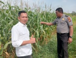 Polres Rokan Hulu Pantau Pertumbuhan Jagung Hibrida, Siapkan Lahan Baru 6 Hektare untuk Dukung Ketahanan Pangan