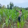 Dukung Ketahanan Pangan Nasional, Polsek Rambah Samo Pantau Perkembangan Tanaman Jagung di Lahan Pertanian
