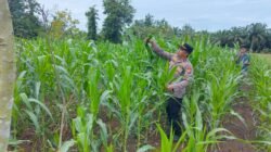 Dukung Ketahanan Pangan Nasional, Polsek Rambah Samo Pantau Perkembangan Tanaman Jagung di Lahan Pertanian