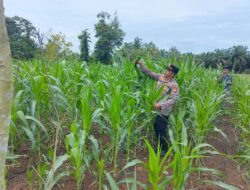 Dukung Ketahanan Pangan Nasional, Polsek Rambah Samo Pantau Perkembangan Tanaman Jagung di Lahan Pertanian