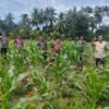 SINERGI DUKUNG KETAHANAN PANGAN, TANAMAN JAGUNG RAMBAH BARU TUMBUH BAIK