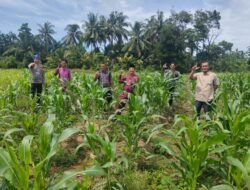 SINERGI DUKUNG KETAHANAN PANGAN, TANAMAN JAGUNG RAMBAH BARU TUMBUH BAIK