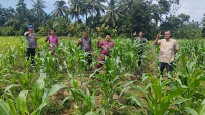 SINERGI DUKUNG KETAHANAN PANGAN, TANAMAN JAGUNG RAMBAH BARU TUMBUH BAIK