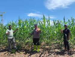 PANTAU LANGSUNG TANAMAN JAGUNG, BHABINKAMTIBMAS BERSAMA BUMDES ATASI HAMA ULAT & SUHU PANAS DI DESA TELUK AUR