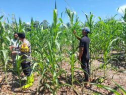 PERKUAT KETAHANAN PANGAN, POLSEK RAMBAH SAMO PANTAU LANGSUNG TANAMAN JAGUNG WARGA DESA TELUK AUR