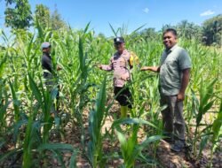 SUKSESKAN SWASSEMBADA PANGAN, POLSEK RAMBAH SAMO TURUN KE LAHAN PANTAU TANAMAN JAGUNG WARGA