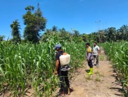 POLISI CINTA PETANI, POLSEK RAMBAH SAMO TURUN LANGSUNG PANTAU TANAMAN JAGUNG WARGA DESA TELUK AUR