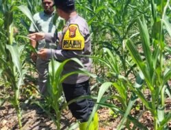 AMAN DAN KONDUSIF, POLSEK RAMBAH SAMO MONITORING PROGRAM KETAHANAN PANGAN DI SEI SALAK