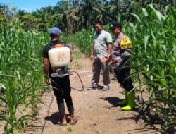 Polsek Ramso Tak Ada Jarak Dengan Petani, Kebun Di Pantau Bersama