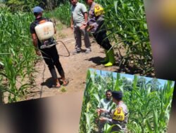 Polsek Rambah Samo,Terus Menggelorakan Pengecekan Perkembangan Tanaman Jagung Yang Ada di Wilayah Hukum Kecamatan Rambah Samo.