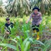 Swasembada Pangan: Polsek Rambah Samo Pantau Perkembangan Jagung Varietas Pioneer P32 Singa