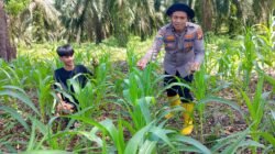 Swasembada Pangan: Polsek Rambah Samo Pantau Perkembangan Jagung Varietas Pioneer P32 Singa