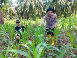 Swasembada Pangan: Polsek Rambah Samo Pantau Perkembangan Jagung Varietas Pioneer P32 Singa