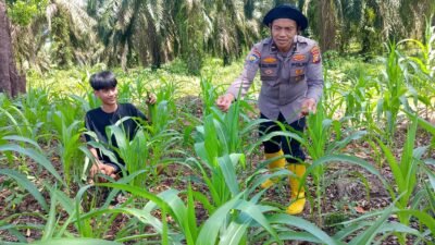 Swasembada Pangan: Polsek Rambah Samo Pantau Perkembangan Jagung Varietas Pioneer P32 Singa