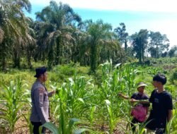 PANTAU TANAMAN JAGUNG UMUR 57 HARI, POLSEK RAMBAH SAMO PASTIKAN PROGRAM PANGAN BERJALAN BAIK