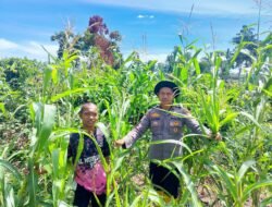 PERHATIAN PENUH PERTANIAN, POLSEK RAMBAH SAMO CEK LAGI TANAMAN JAGUNG DI SEI SALAK