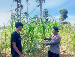 Galakkan Ketahanan Pangan Presiden RI, Polsek Rambah Samo Monitoring Jagung Hibrida Pioneer P32 Singa di Sei Salak
