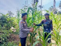 DUKUNG KETAHANAN PANGAN, POLSEK RAMBAH SAMO CEK LAHAN JAGUNG 7 HEKTAR DI DESA SEI SALAK