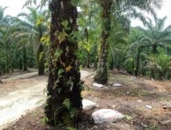 Aroma Pupuk Kotoran Ayam Ganggu Wisata Selanca, Akses Sempat Ditutup Pohon, Warga Turun Tangan