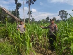 Dukung Ketahanan Pangan, Polsek Rambah Samo Pantau Perkembangan Jagung di Sei Salak