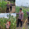 Swasembada Pangan: Polsek Rambah Samo Cek Kondisi Tanaman Jagung Usia 68 Hari