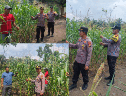 Swasembada Pangan: Polsek Rambah Samo Cek Kondisi Tanaman Jagung Usia 68 Hari