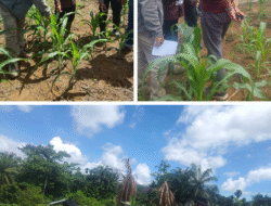 Sinergi Polri dan warga pastikan pertumbuhan jagung di Desa Marga Mulya berjalan baik