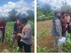 Wujudkan ketahanan pangan Polri lakukan pengecekan langsung ke lahan jagung
