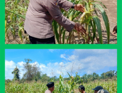 Tanam jagung sejak April kini tumbuh baik di Dusun Aur Kuning
