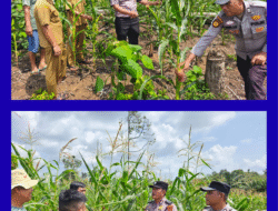 Kawal Program Pangan, Polsek Rambah Samo Pastikan Tanaman Jagung Tumbuh Baik