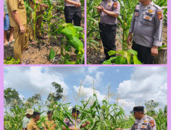 Wujudkan Polri Cinta Petani, Polsek Rambah Samo Cek Perkembangan Jagung di Sei Salak