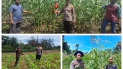 Polri Cinta Petani: Polsek Rambah Samo Pantau Langsung Perkembangan Jagung Varietas Pioneer P32 Singa ‎