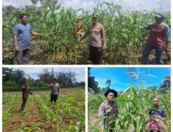 Polri Cinta Petani: Polsek Rambah Samo Pantau Langsung Perkembangan Jagung Varietas Pioneer P32 Singa ‎