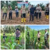 Ketahanan Pangan: Polsek Rambah Samo Pastikan Lahan Jagung di Desa Teluk Aur Tumbuh Optimal