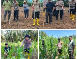 Ketahanan Pangan: Polsek Rambah Samo Pastikan Lahan Jagung di Desa Teluk Aur Tumbuh Optimal