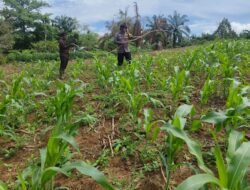 DUKUNG KETAHANAN PANGAN, LAHAN JAGUNG PENGELOLAAN POLSEK RAMBAH SAMO BERKEMBANG BAIK