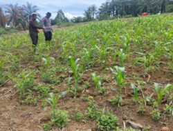 POLSEK RAMBAH SAMO CEK TANAMAN JAGUNG UMUR 17 HARI SELUAS 2 HEKTAR DI DESA MARGA MULYA