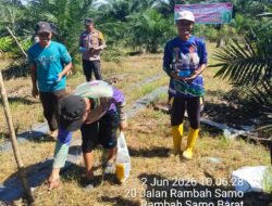 Sinergi Polri dan Kelompok Tani, Lahan Marga Mulya Ditanami Jagung Varietas Pioner 32 Singa