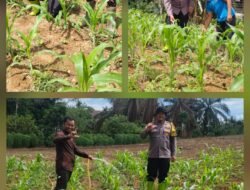 1. Dukung Ketahanan Pangan Nasional, Polsek Rambah Samo dan Kelompok Tani Tanam Jagung 1,5 Hektar