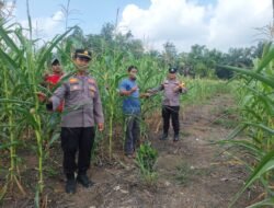 Dukungan Program Pangan, Tanaman Jagung Varietas Pioneer P32 Singa di Dusun Aur Kuning Tumbuh Subur