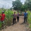 Ketahanan Pangan: Polsek Rambah Samo Cek Langsung Lahan Jagung 1,5 Hektar di Teluk Aur
