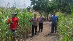 Ketahanan Pangan: Polsek Rambah Samo Cek Langsung Lahan Jagung 1,5 Hektar di Teluk Aur