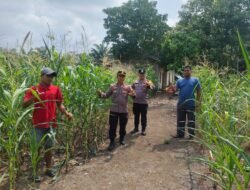 Ketahanan Pangan: Polsek Rambah Samo Cek Langsung Lahan Jagung 1,5 Hektar di Teluk Aur